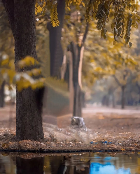 Nature Park Rdx Editor Background HD Downlaod For Photoshop