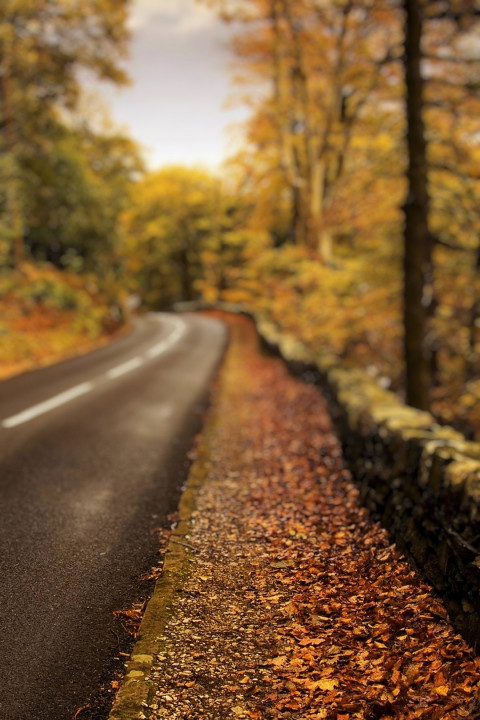Nature Photo Editing Background download Images