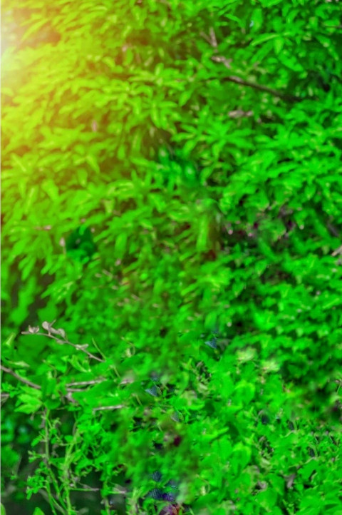 Nature Photo Editing Background HD For Snapseed