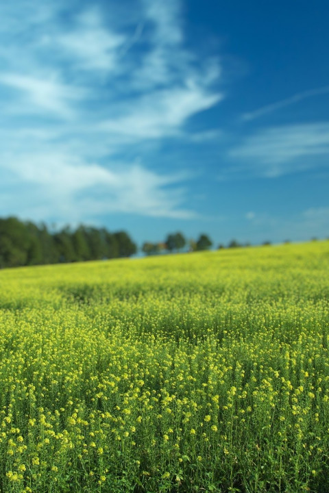 Nature Photo Editing Backgrounds download