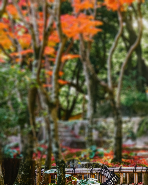 Nature Photo Editing Blur CB Picsart Background  New
