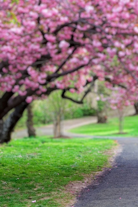 Nature Photoshop Dslr Editing Background Download