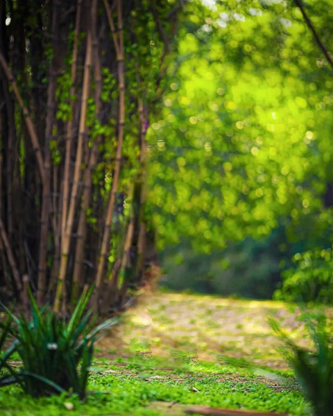 Nature Photoshop New Background Download Full HD
