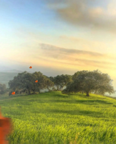 Nature Picsart HD CB Background Download Free