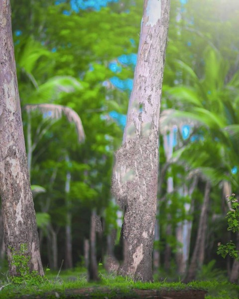 New Atharv Raut Editing Background For Snapseed