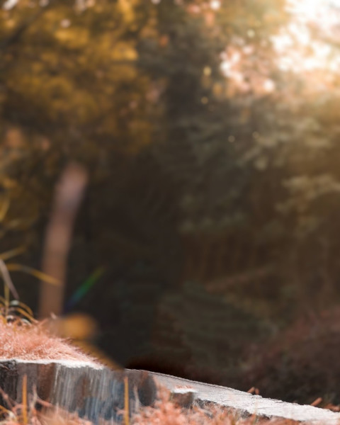 NSB Pictures Background For Blur Forest CB Editing