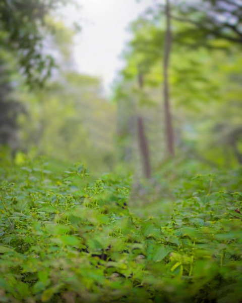 NSB Pictures Background For Blur Forest CB Editing
