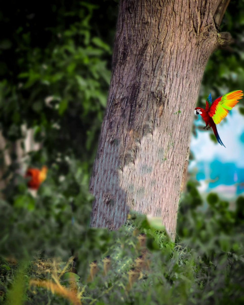 Parrot With Tree Rdx Editor Editing Background HD Downlaod Free