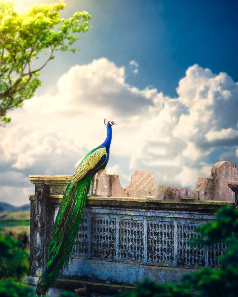 Peacock Janmashtami Editing Background For PicsArt