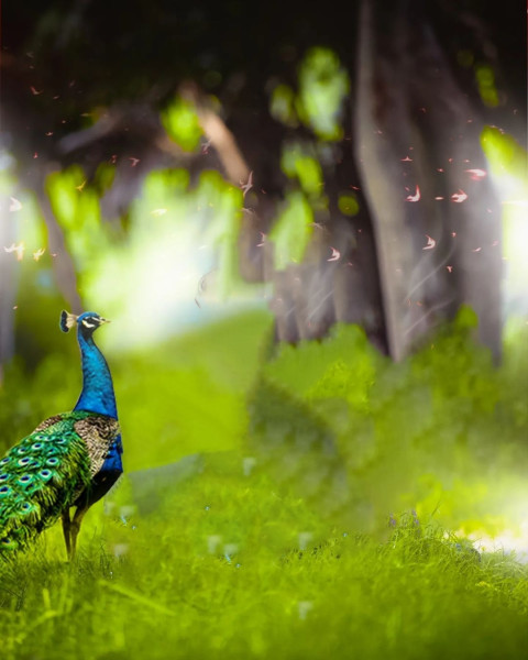 Peacock New Pictures HD Rdx Editor Background Free