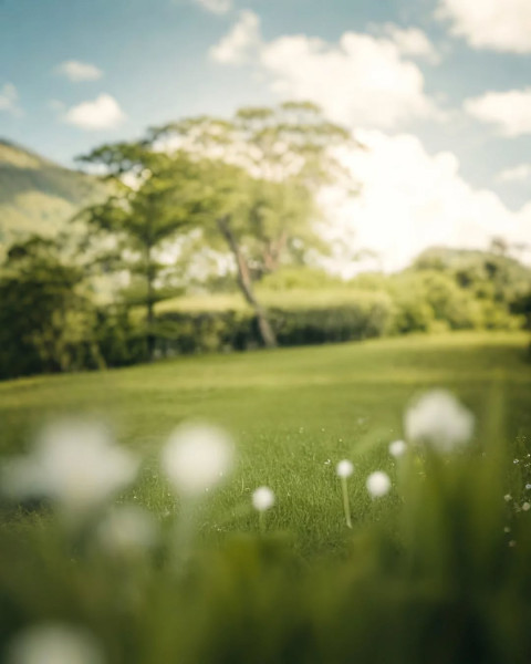 Photo Editing Blur Nature Forest Hd Blur Colorful Background