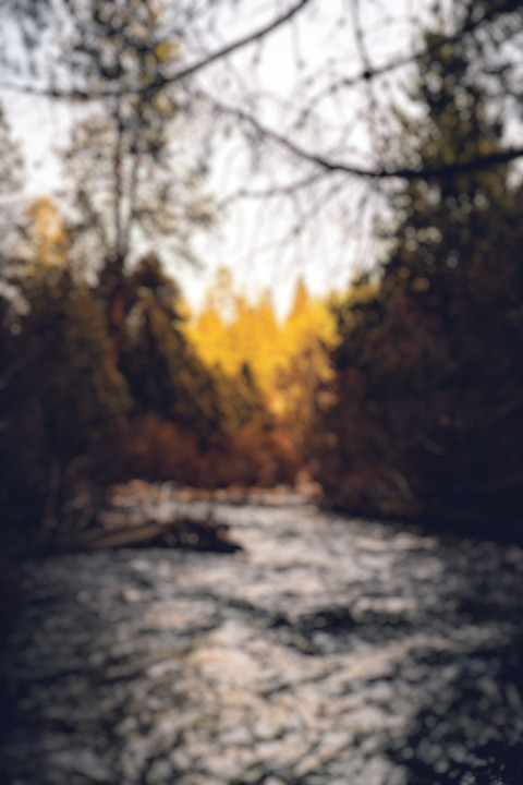 Photoshop CB Forest Blur Background Download