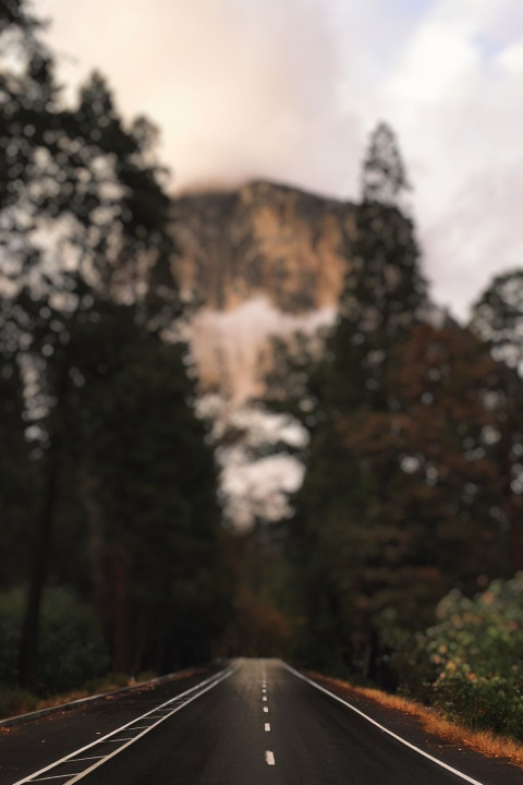 Photoshop CB Forest Blur Background Download New
