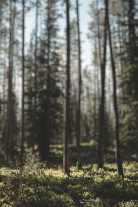 Photoshop CB Forest Blur Background Download Pic