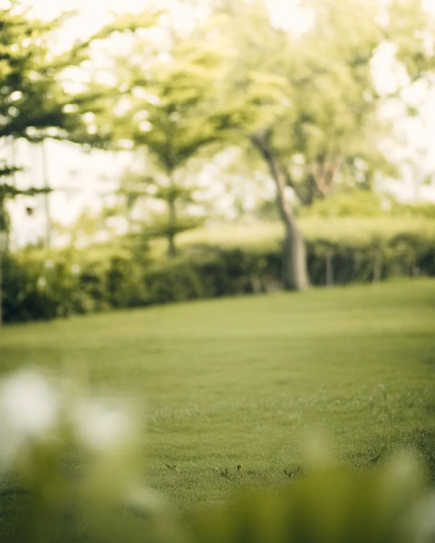 Photoshop Cool Nature Forest Green Blur Wallpaper CB Background