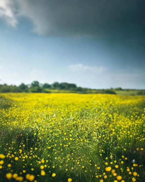Photoshop Editing Yellow Flowers Hd Background