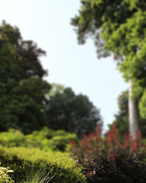 Photoshop Garden Photo Editing CB Background HD