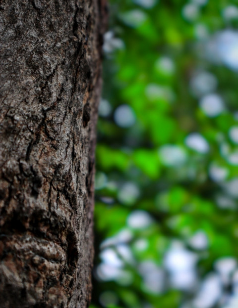 Photoshop Nature Background Download Full HD