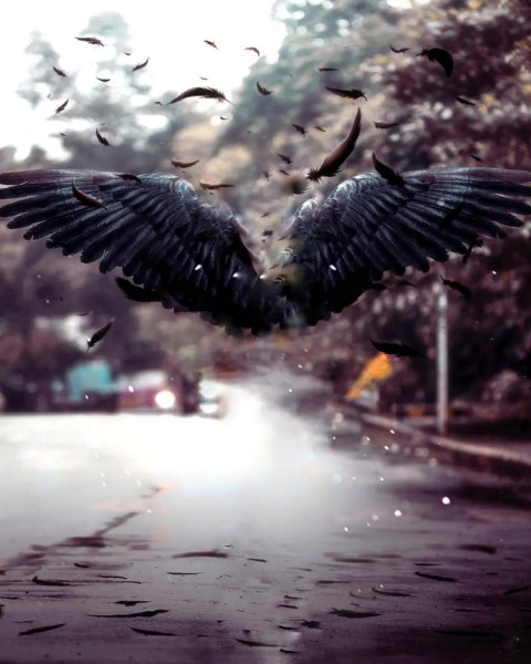 PicsArt Black Wing Background Full HD For Photo Editing