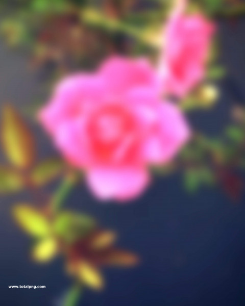 PicsArt Editing Flowers Background Download HD