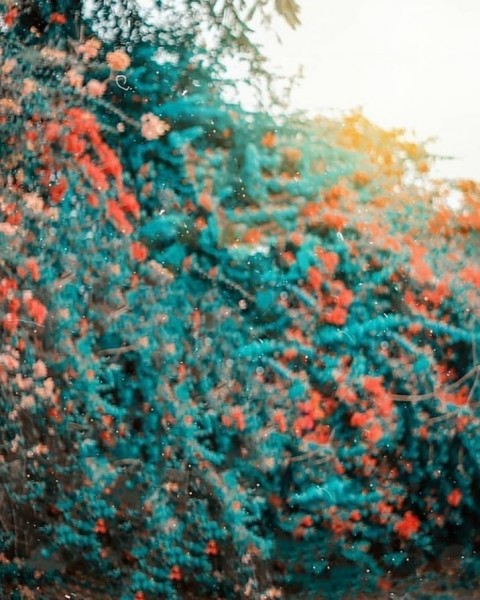 Picsart HD Editing Flowers Background