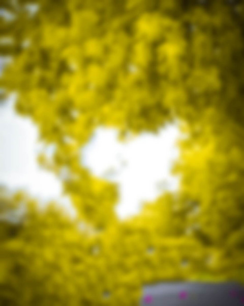 Picsart Photo Editing Lightroom Forest Background Blur