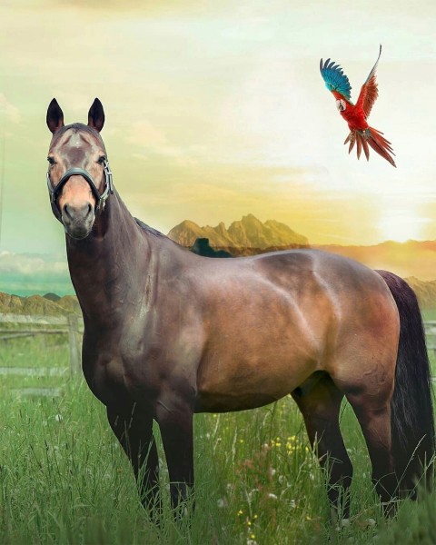 Picsart Real Horse Background New Full HD