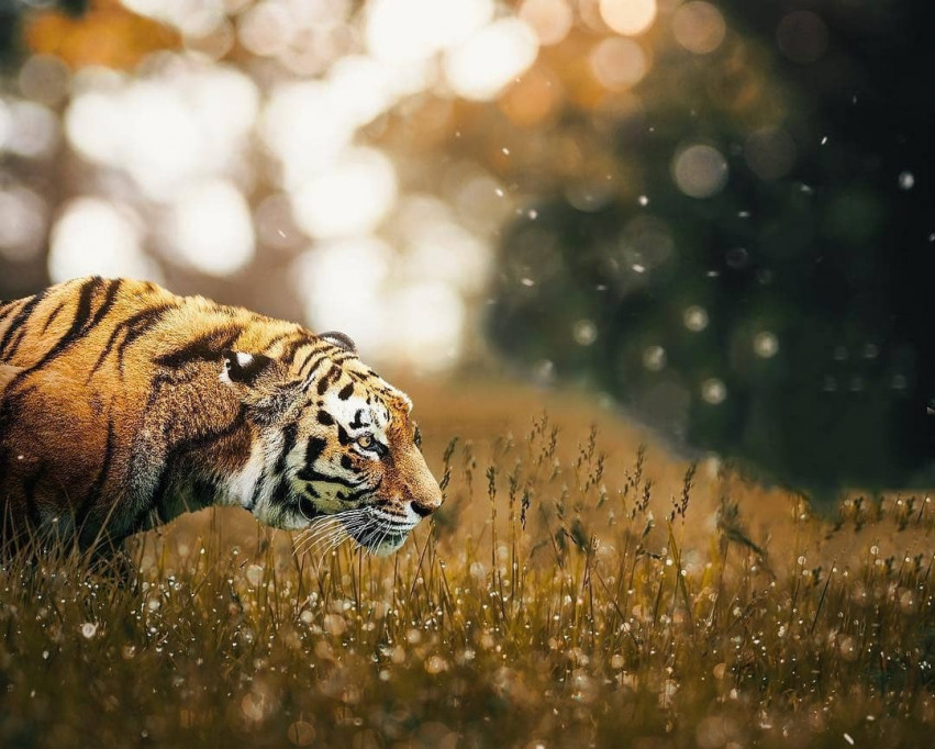 Picsart Tiger hd Background