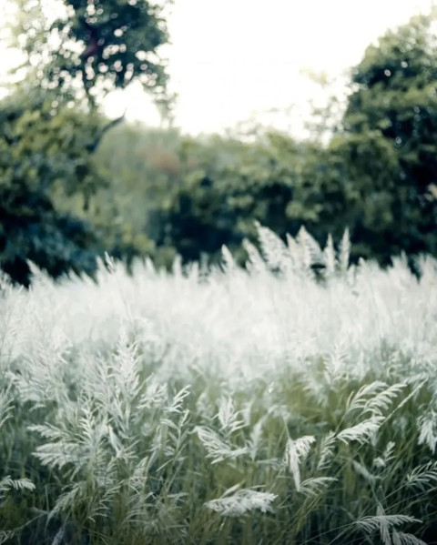Rdx Editor HD White Grass Flowers Background Free Images New