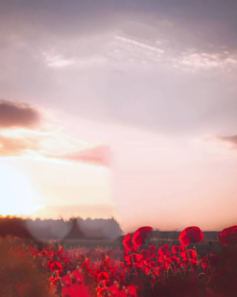 Rose Athrav Raut Photo Editing BAckground Download HD (Free)