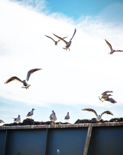 Sea Birds Instagram Viral Photo HD Background For Editing