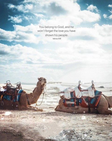 Sitting Camel Background Hd For Photo Editing