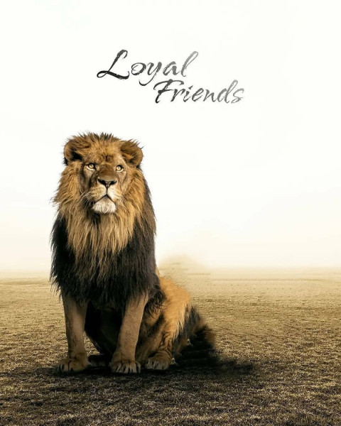 Sitting Lion Background For Picsart Editing HD