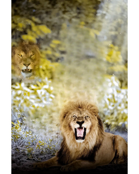 Sitting Lion HD CB Photo Editing NEw Backgrounds