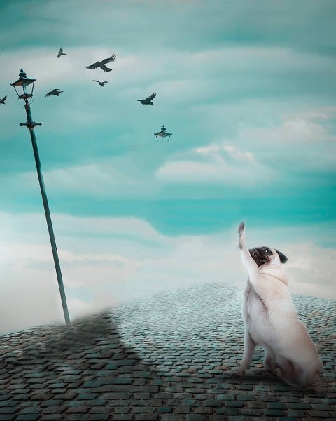 Sky background For Photo Editing HD With Dog