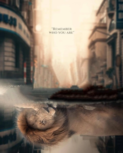 Sleeping Lion Concept Photo Background