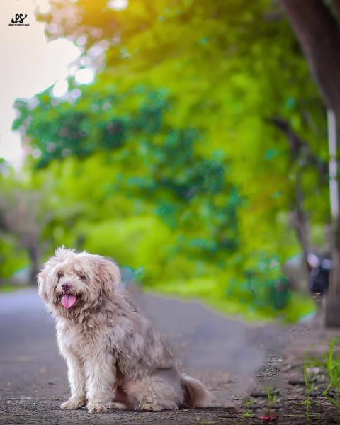 Snapseed Editing Dog Background