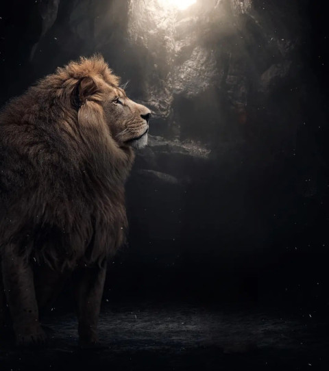 Snapseed Lion Background Wallpapers HD Editing Images