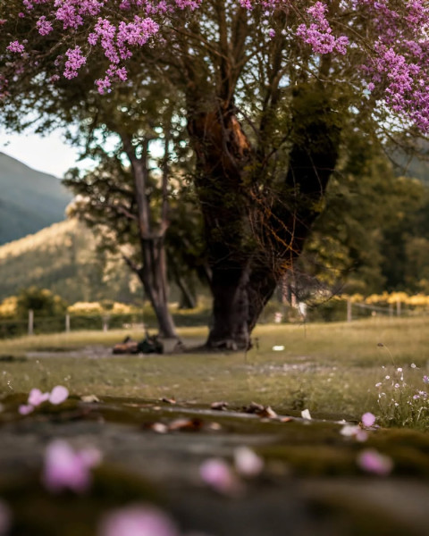 Stylish Background For Nature Editing Image