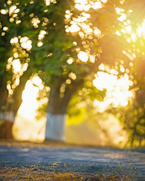 Sunset Yellow Flowers Free Images Stock Photo Background New