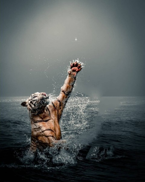 Tiger Atharv Raut Editing Background Free Download