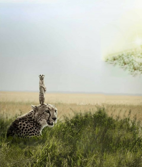 Tiger Background Download Hd