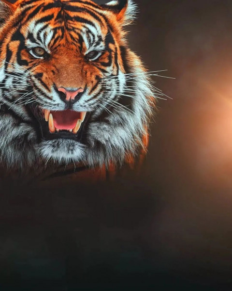 Tiger Face Photo Editing Background Download