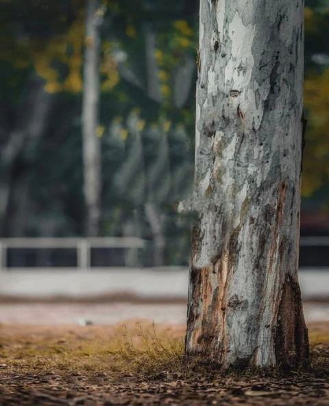 Tree CB Picsart Photo Editing Background Full HD