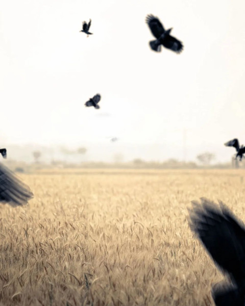 Trend Background Cool Stock Editing New Free Black Birds Wallpaper