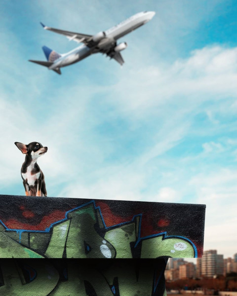 Viral Dog Photo Editing CB Background HD