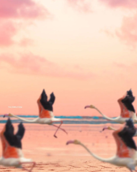 Viral Editing Photo Background Download For Snapseed