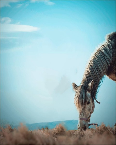 Viral Sky Picsart Background With Horse