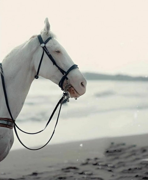 White Horse Instagram Viral Picsart editing BAckground