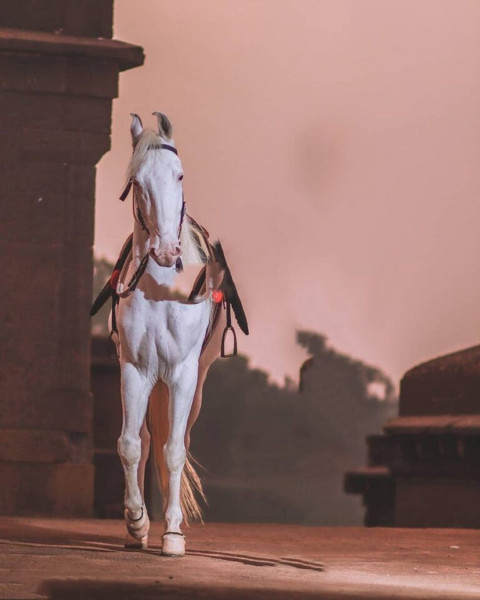 White Horse Manipulation Photo Editing BAckground HD